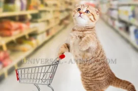 mioopishi pet shop فروشگاه کالا و خدمات حیوانات خانگی