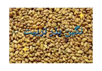 فروش بذر یونجه پایه بلند سورت شده