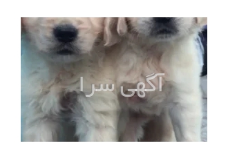 گلدن رتریور اصیل پرستار