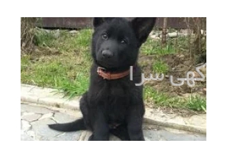 ژرمن بلک مو کلاسیک 2 ماه