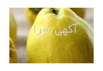 نهال نهالستان کیاننهال اولین و بزرگ ترین نهالستان کشور با تولید انواع