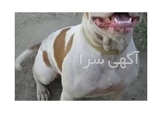 توله پیت بول