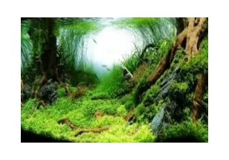 نصب ، سرویس و راه اندازی انواع آکواریوم