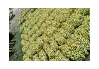 فروش گل نرگس در شهریار گل نرگس یکی از زیباترین گل هایی می باشد