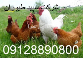 فروش مرغ بومی