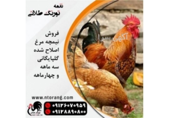 فروش نیمچه مرغ بومی گلپایگان 4 ماهه