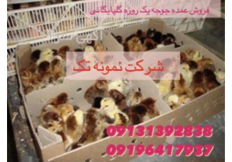 مرغ تخم گذار مرغ و جوجه بومی رنگی اصلاح شده