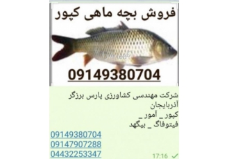 فروش بچه ماهی کپور آمور بیگ هد فیتو فاگ عرضه و فروش انواع بچه ماهی