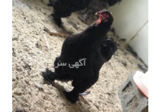 تخم مرغ سیاه تخم نطفه دار انواع مرغ با کیفیت و ارسال
