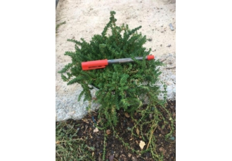 فرانکینیا جایگزین چمن (گیاهان پوششی مقاوم)