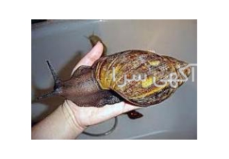 دوره آموزش پرورش حلزون آچاتینا