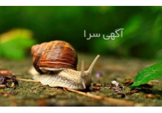 آموزش پرورش حلزون به صورت کامل و جامع آموزش پرورش حلزون به صورت کامل