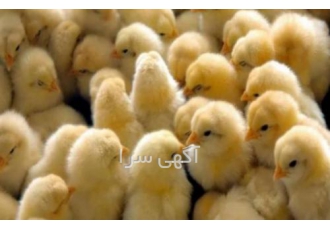فروش جوجه گوشتی فروش جوجه گوشتی یکروزه راس 308 پلاس کاب آرین آربوراکرز