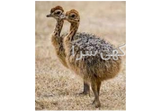 فروش جوجه شتر مرغ شرکت سپیدطیوران