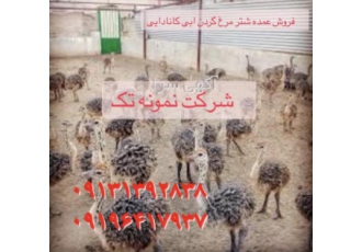 فروش جوجه شترمرغ 1 هفته 1 ماه