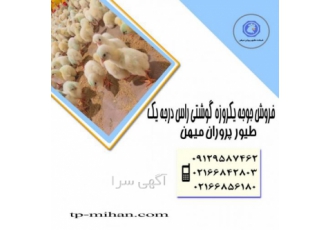 فروش مستقیم جوجه گوشتی یکروزه راس فروش مستقیم جوجه مرغ گوشتی یکروزه
