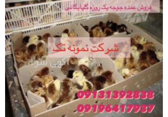 فروش جوجه مرغ بومی وگوشتی فروش جوجه مرغ بومی وگوشتی فروش