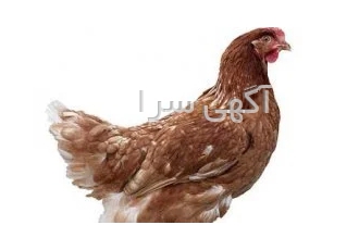 عرضه و فروش مرغ تخمگذار در اصفهان شرکت آریا منتخب پارسیان در زمینه فروش