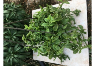 گلهای بیرونی