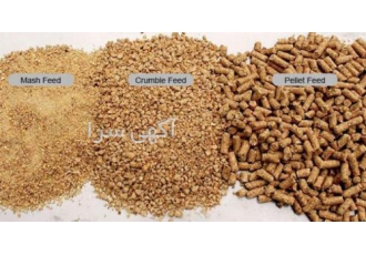 فروش دان و کنسانتره مخصوص به بوقلمون فروش دان و کنسانتره مخصوص