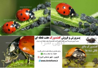 خرید کفشدوزک در کرج خرید کفشدوزک برای مبارزه با آفات بدون سموم کشاورزی