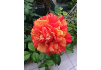 فروشگاه گلکده گلکده تولیدکننده و عرضه کننده گیاهان زینتی فضای سبز
