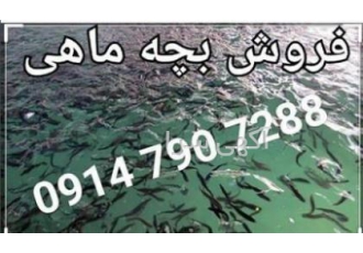 فروش بچه ماهی کپور،بیگ هد،فیتو فاگ و آمور