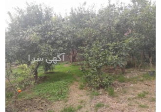 فروش باغ کیوی فروش باغ کیوی 3هکتاری دارای برق 3فاز پروانه 3طبقه نهال 10