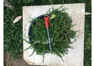 قیمت و خرید چمن کیاشیتوو قیمت چمن فرانکینیا تولید و فروش چمن کیاشیتو