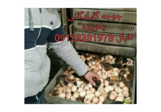 فروش جوجه گوشتی یک روزه بومی تخمگذار و ال اس ال صنعتی