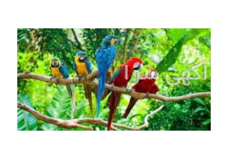 آموزش پرورش پرنده زینتی همراه با مدرک صفر تا صد آموزش پرورش رنده زینتی
