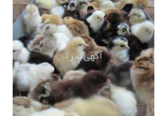فروش عمده جوجه مرغ بومی یک ماه اصلاح نژاد فروش عمده جوجه مرغ بومی کردی