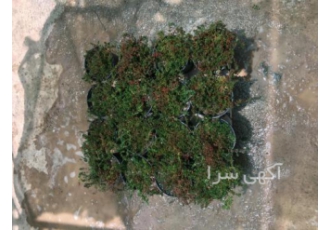 قیمت و خرید چمن فرانکینیا مستقیم از گلخانه