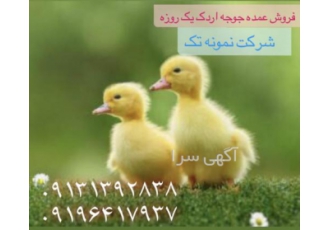 فروش اردک یک روزه فروش اردک پکنی جوجه اردک جوجه اردک یک روزه نژاد پکنی