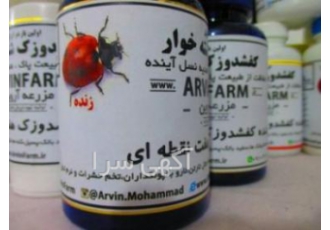 خرید کفشدوزک شته خوار هفت نقطه ای ladybird