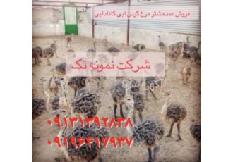 فروش جوجه شترمرغ فروش شترمرغ در سنین مختلف فروش جوجه شترمرغ