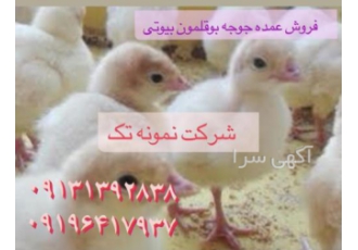 فروش جوجه بوقلمون فروش جوجه بوقلمون یک روزه
