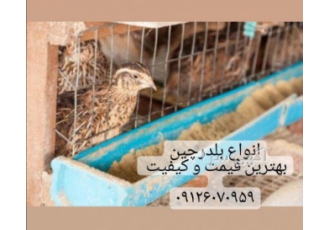 فروش بلدرچین مولد قیمت فروش بلدرچین مولد تخمگذار