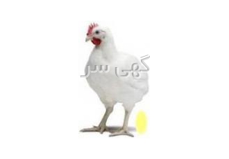 فروش ویژه مرغ فروش ویژه مرغ تخم گذار فروش ویژه مرغ تخم گذار نژادهای نیک