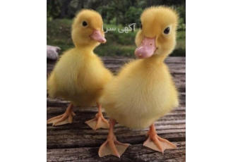 فروش جوجه اردک فروش جوجه اردک یک روزه فروش جوجه اردک پکنی و هیبرید