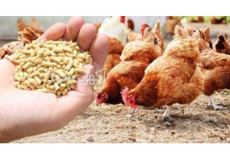 فروش دان مرغ گوشتی و تخمگذار فروش دان مرغ گوشتی بصورت پلیت و آردی فروش