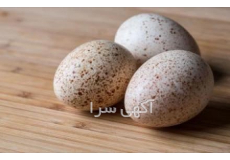 فروش تخم نطفه دار بوقلمون شرکت سپیدطیوران