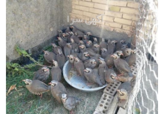 فروش کبک نر 23عدد کبک نر درجه یک ادرس خراسان رضوی قیمت توافقی