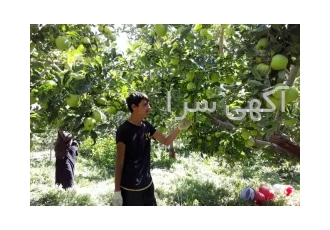 باغ میوه مثمر