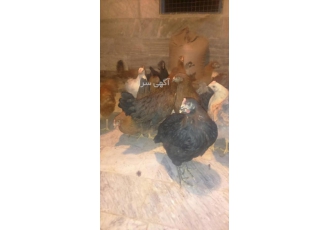 فروش مرغ محلی گلپایگانی اصلاح شده و فروش مرغ بومی فروش مرغ محلی اصلاح