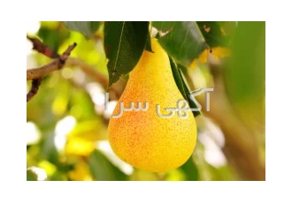فروش نهال نهالستان کیاننهال اولین و بزرگ ترین نهالستان کشور با تولید