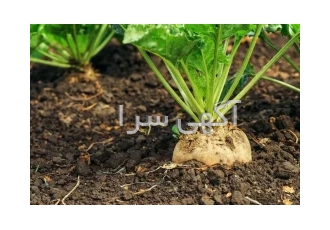 فروش بذر چغندر قند با بهترین کیفیت در اصفهان شرکت آریا منتخب پارسیان