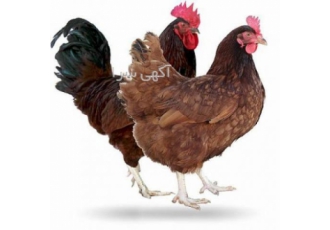 فروش نیمچه مرغ تخمگذار محلی اصلاح شده گلپایگانی