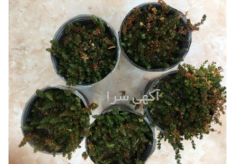 جایگزین های چمن (فروش و قیمت جایگزین چمن)