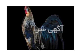 تخم نطفه دار انواع مرغ های زینتی و تزینی در یزد فروش تخم نطفه دار انواع